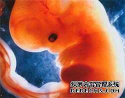 泰国供卵簤泰国-找供卵试管姑娘_胚胎移植成功后，如何顺利度过妊娠期？