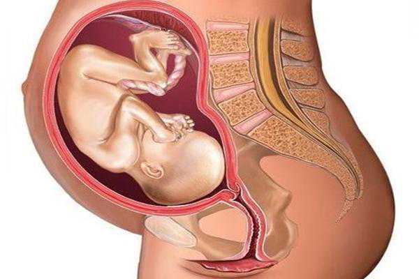 子宫-女性的象征，生命的摇篮！